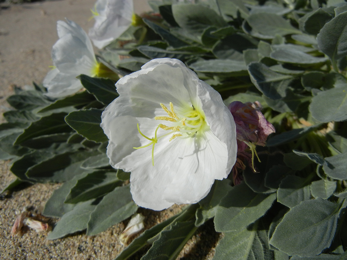 Gefährdete Pflanzen im Südwesten 4 Nahaufnahme von Eureka Valley Evening Primrose