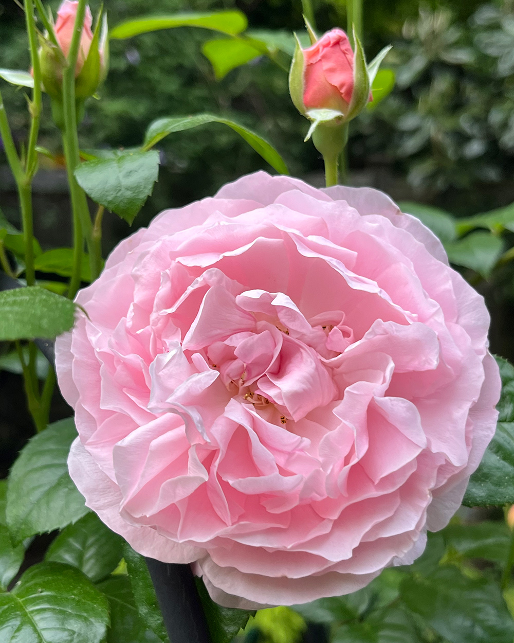 Nahaufnahme von hellrosa Rose