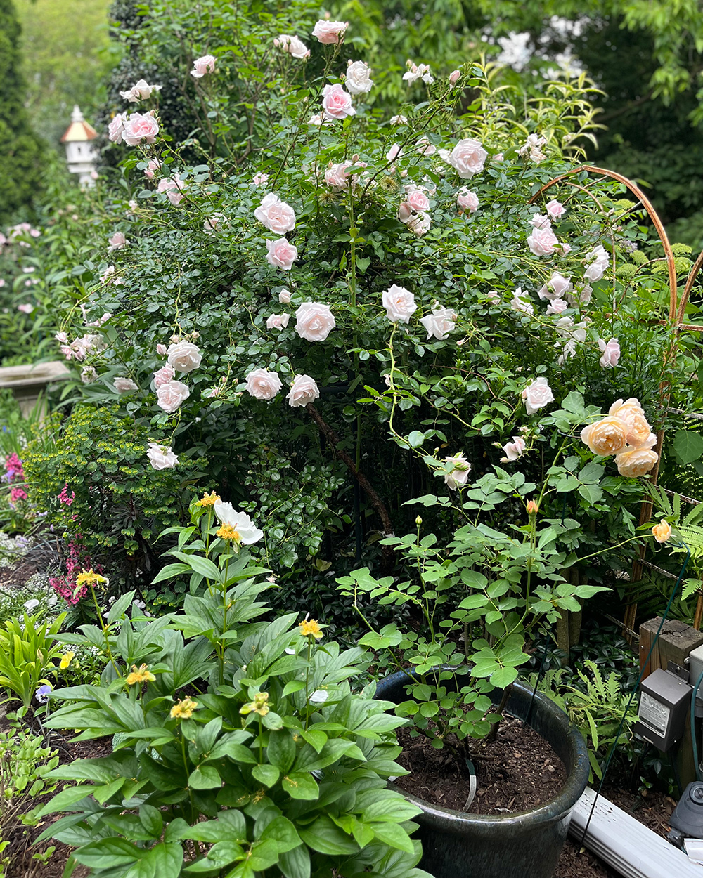 Hellrosa Rose