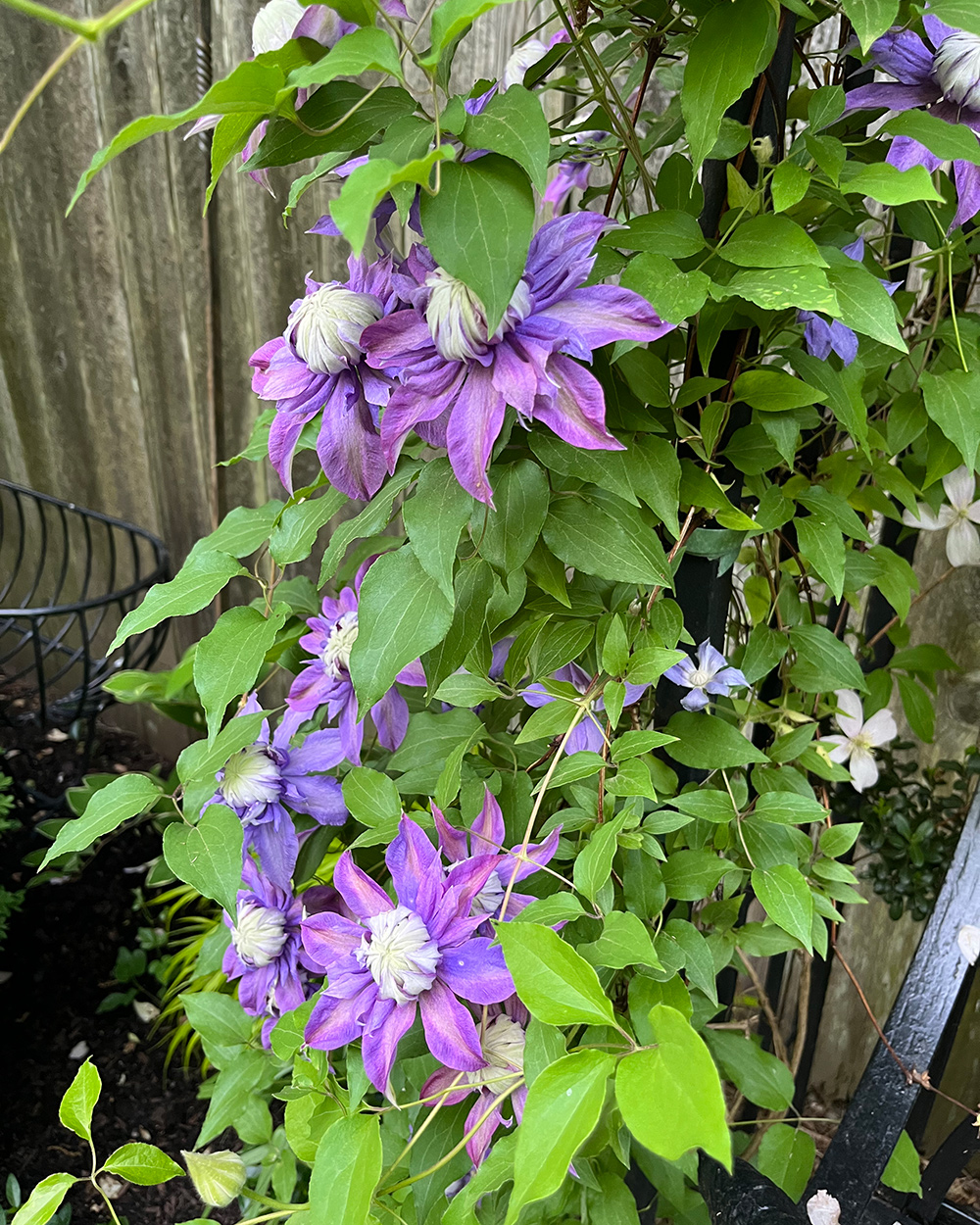 Lila Clematis