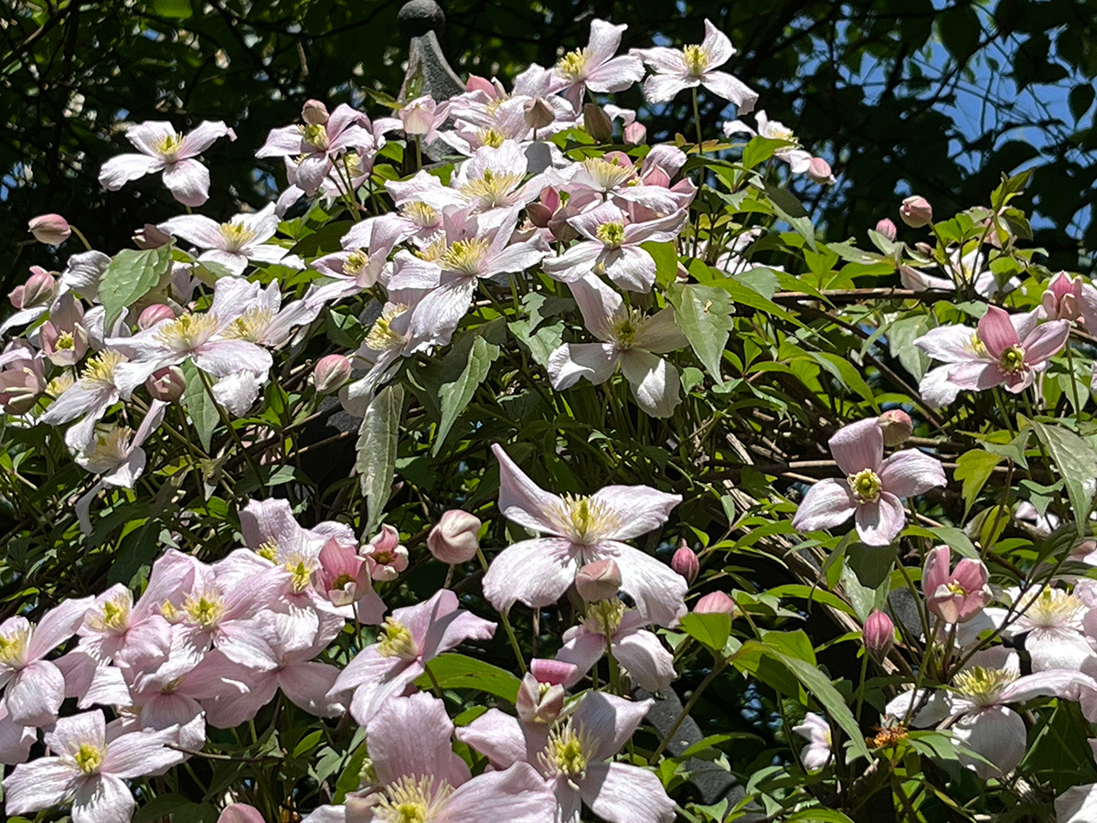 Hellrosa Clematis