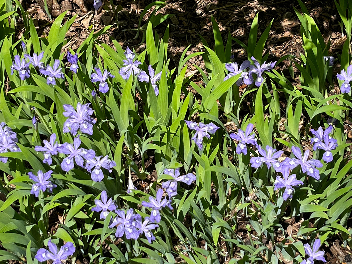 Zwerg Crested Iris