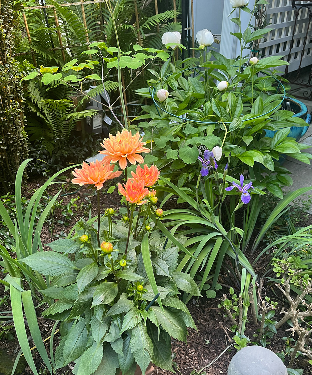 lila Iris mit orange Dahlie