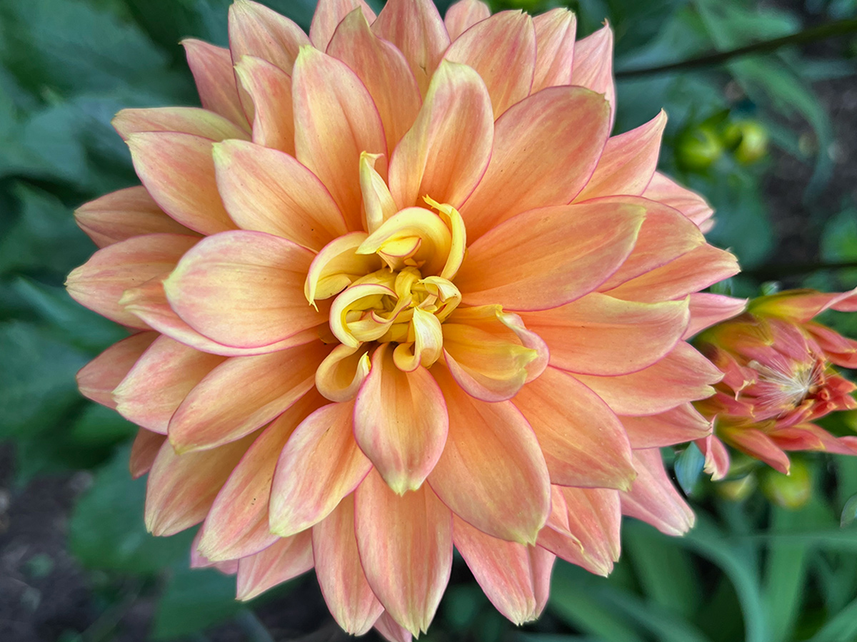 Nahaufnahme der orangefarbenen Dahlie
