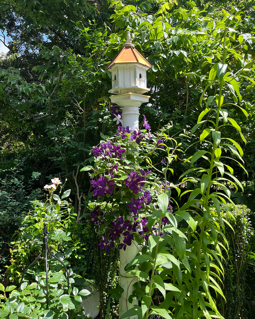 Lila Clematis mit Lilien vor Blüte