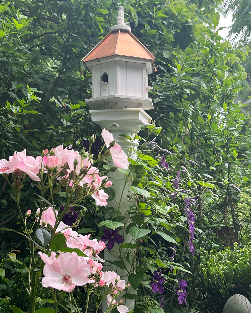 Hellrosa Rose mit dunkelvioletten Clematis