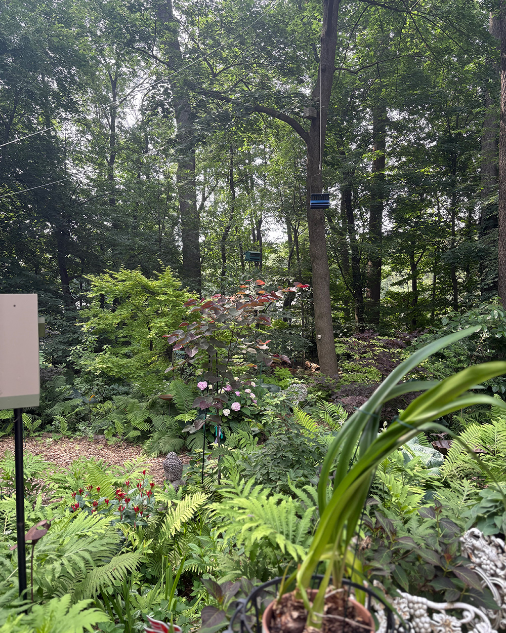 Ecke des Waldgartens