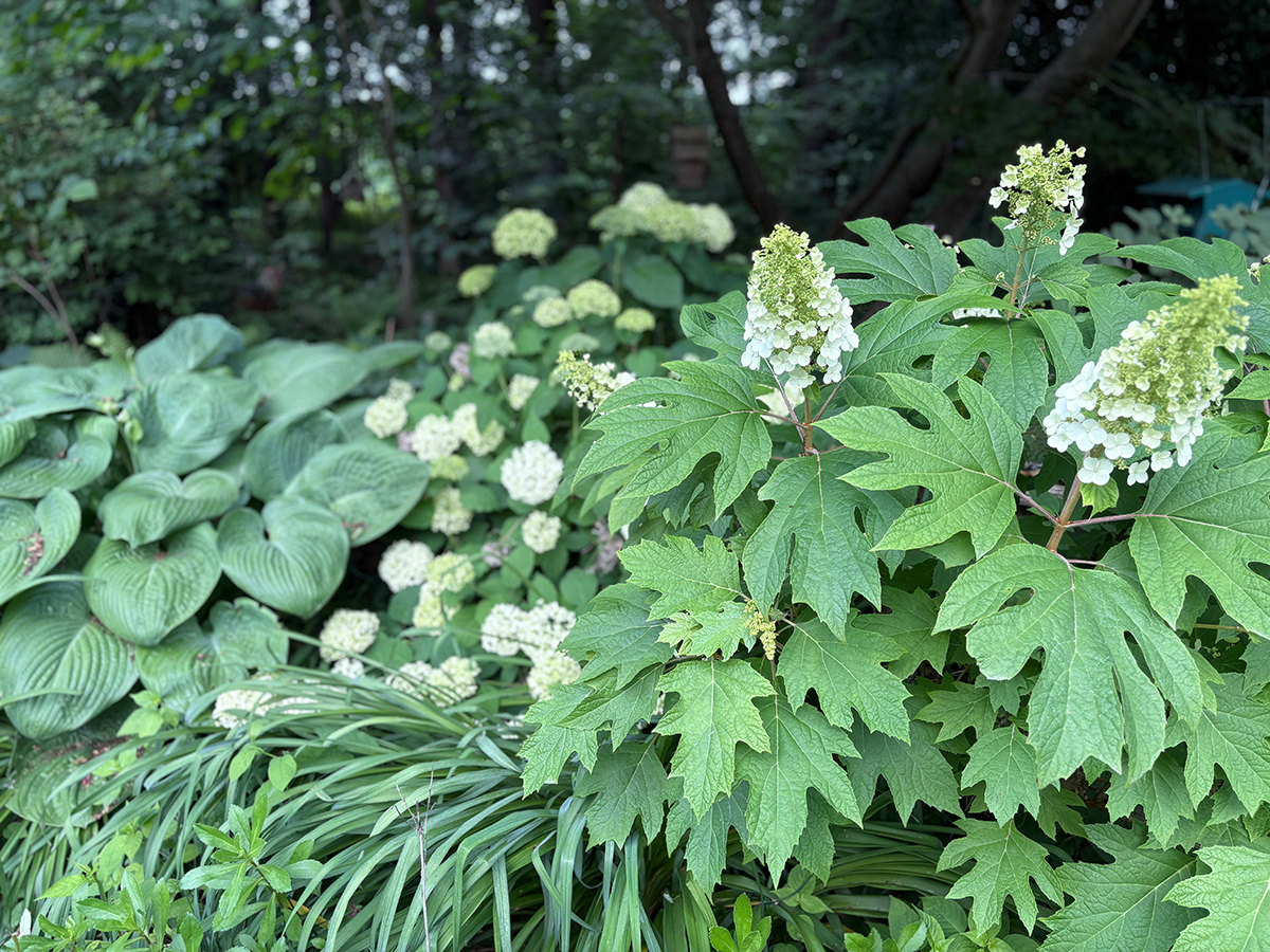 Hydrogeas mit weißen Blüten und hellgrünem Laub