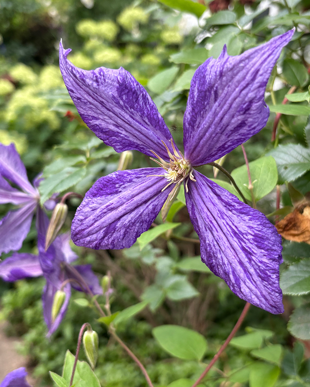 lila Krawattenfarbstoff Clematis Blüte