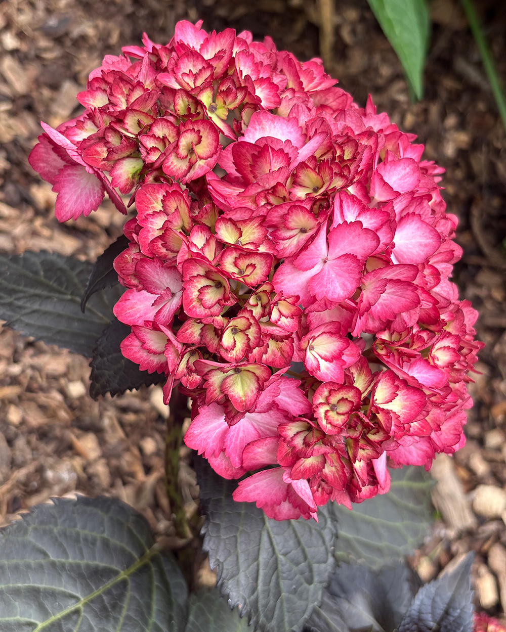 leuchtend rosa Hydrogea -Blume mit schwarzem Laub