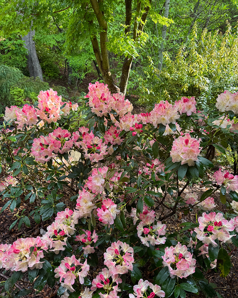 Rhododendron mit leuchtend rosa und weißen Blüten