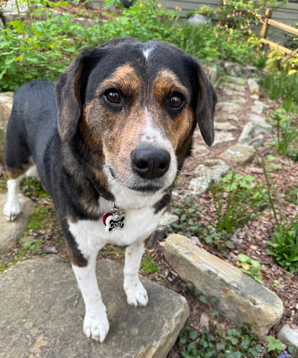 Hund im Garten