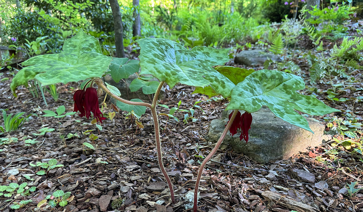 Pflanzen mit nicken roten Blüten und fleckten Blättern