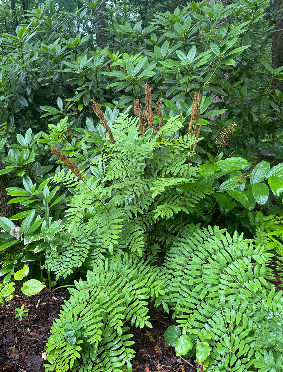 Farn mit orangefarbenen Blüten