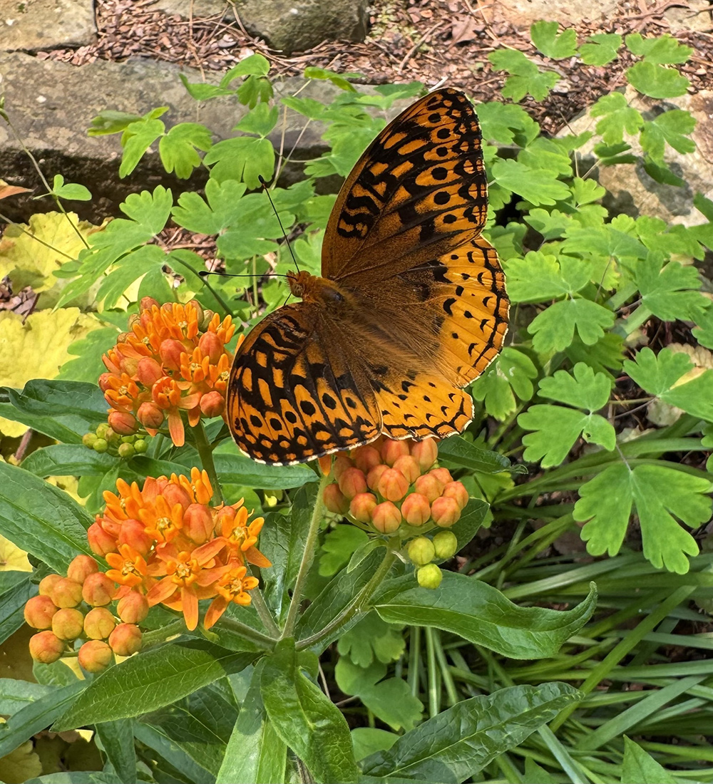 orangefarbener Schmetterling auf hellen orangefarbenen Blumen