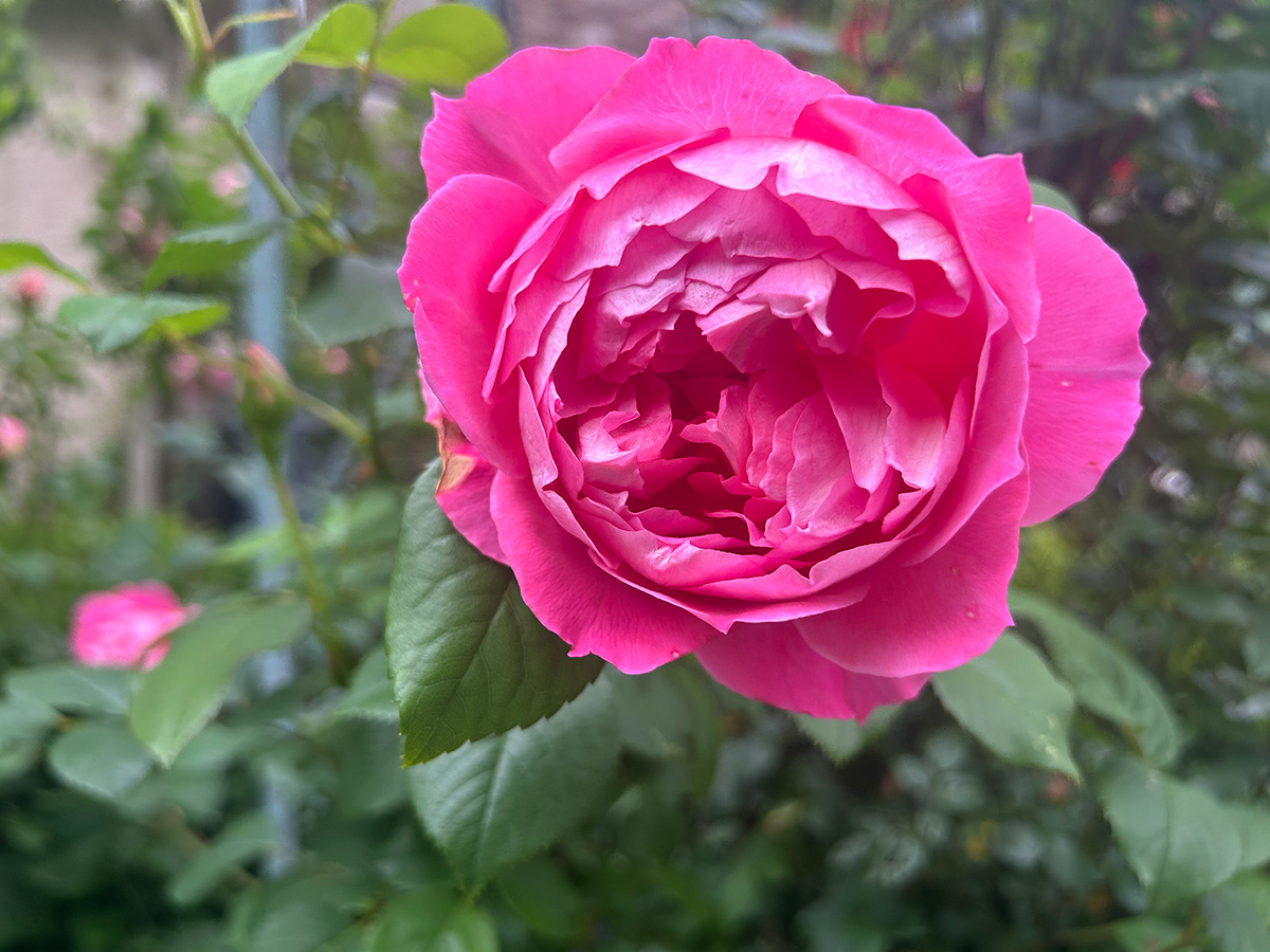 Hellrosa Rose