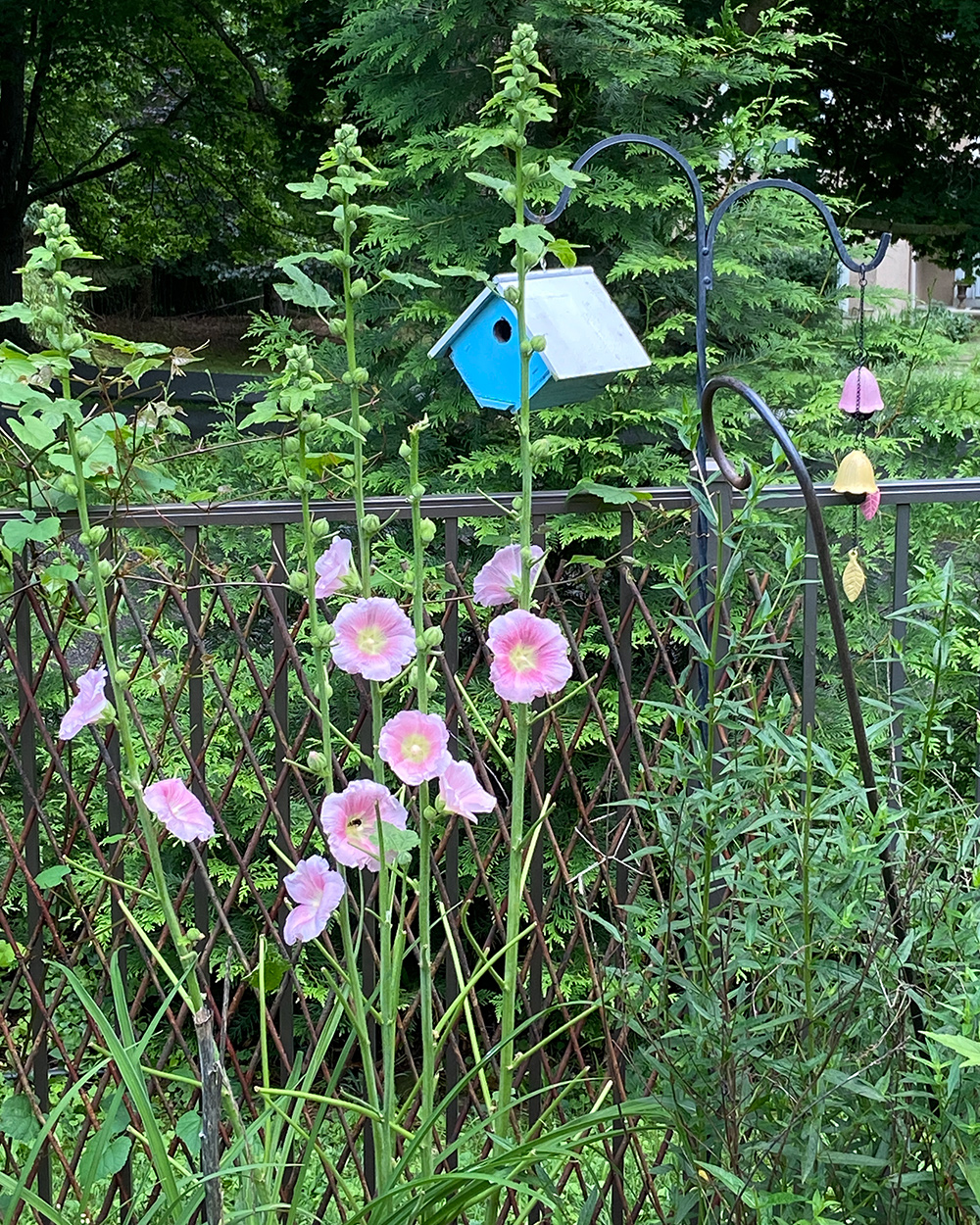 Pink Hollyhocks mit einem blauen Vogelhaus