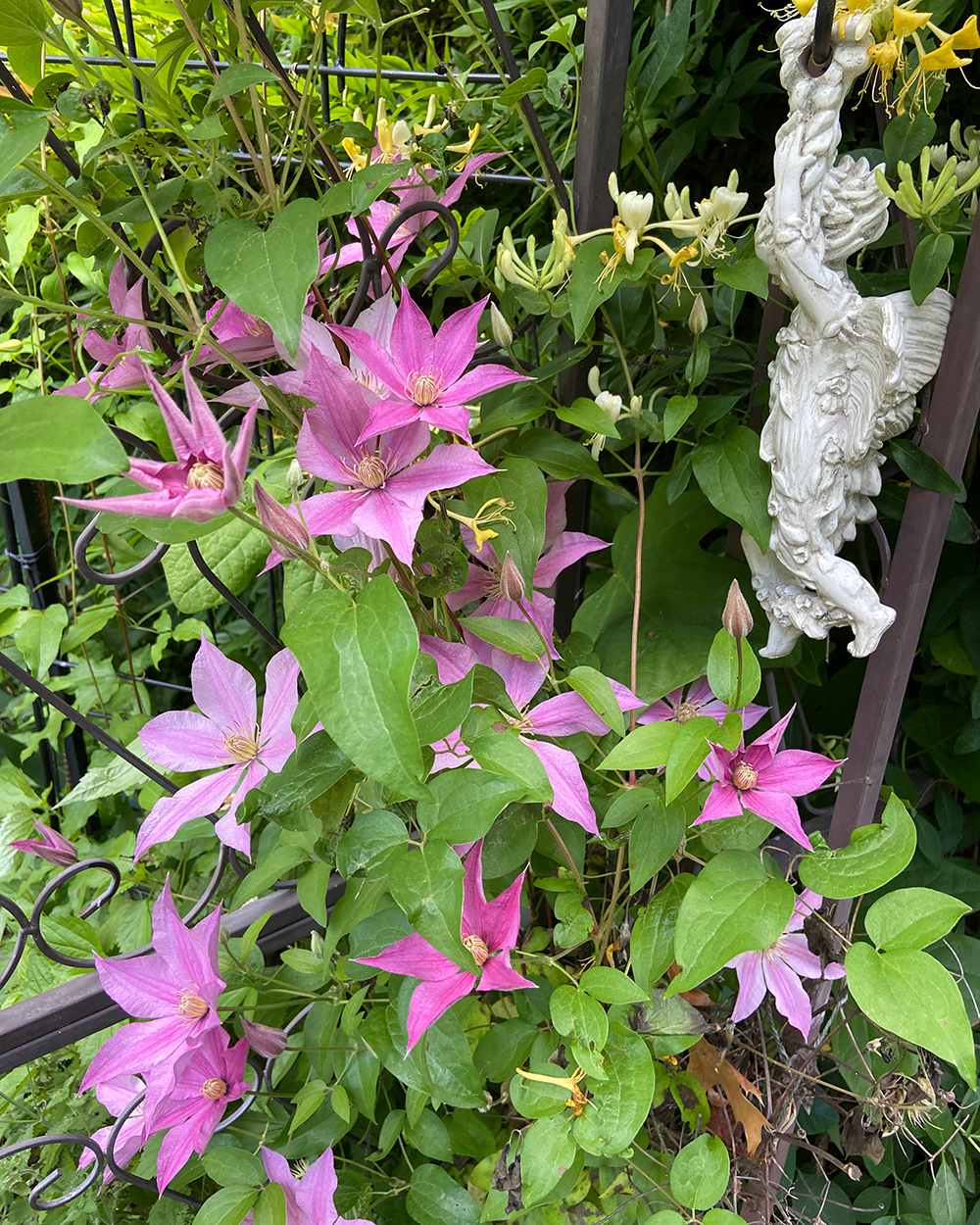 Sally Clematis