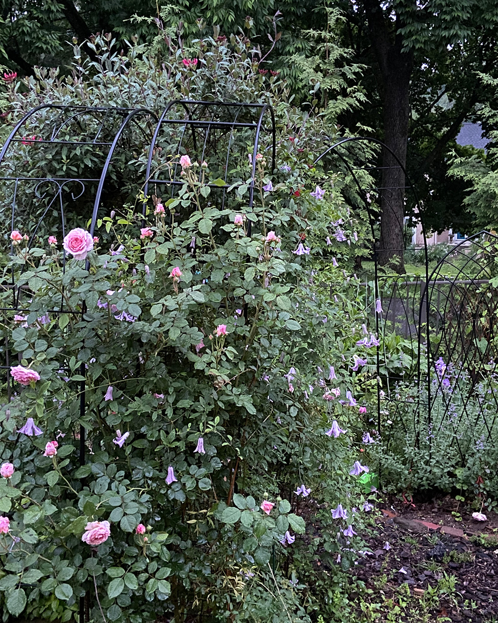 Clematis und Rosen wachsen auf einer Laube