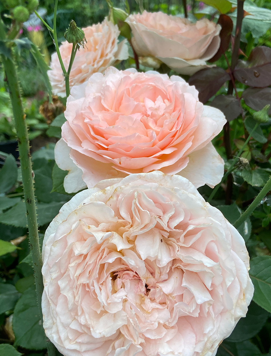 Charlene de Monaco Rose