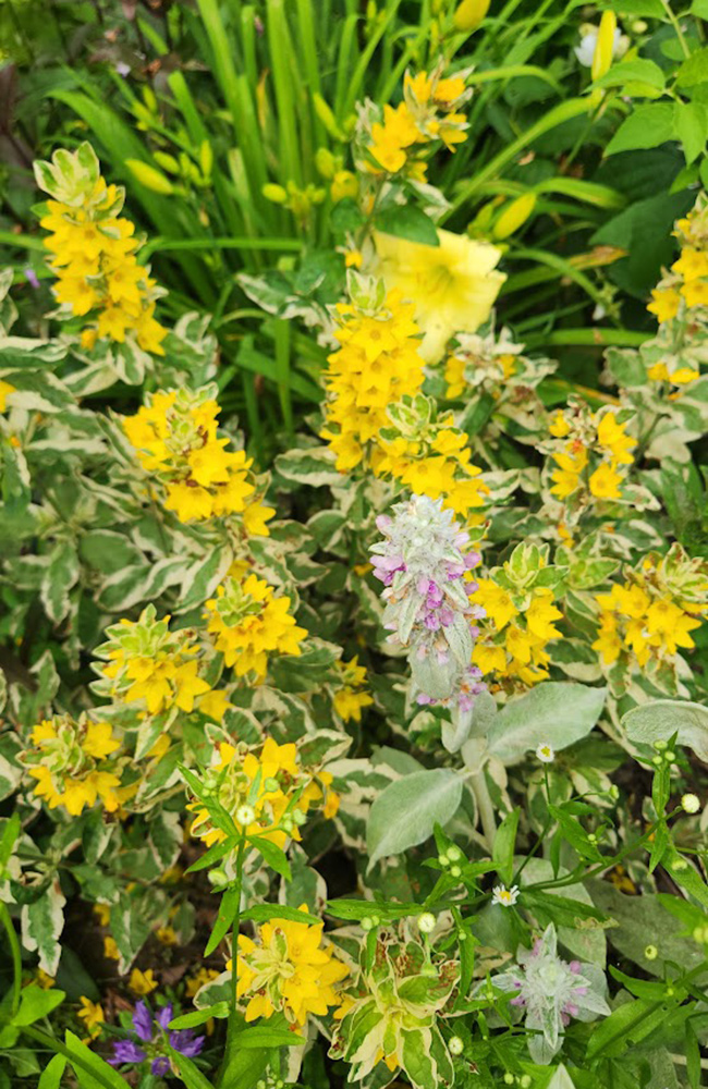 Lysimachia punctata Alexander