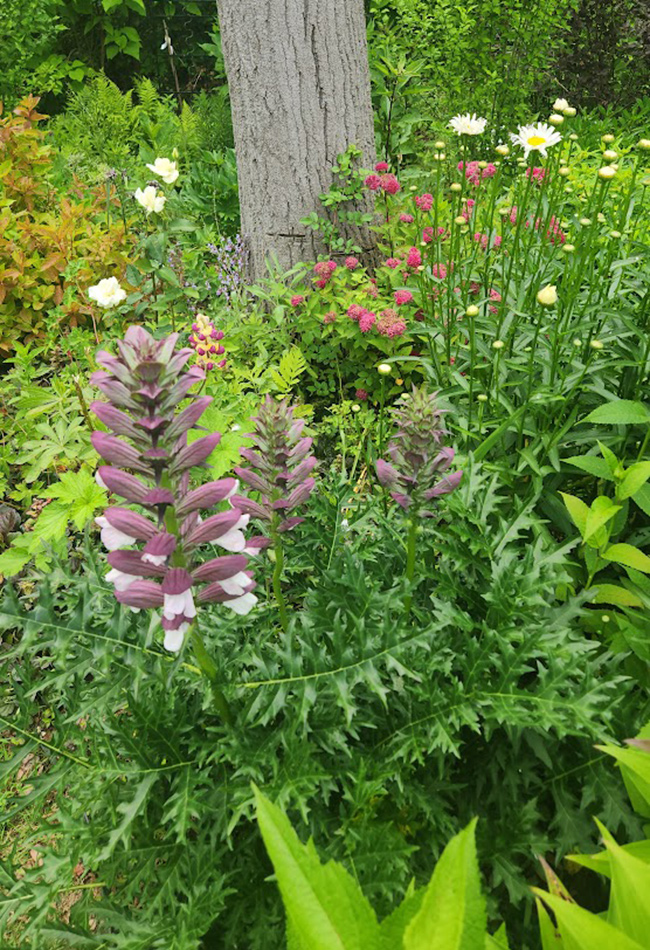 lila Blüten vor rosa Blumen