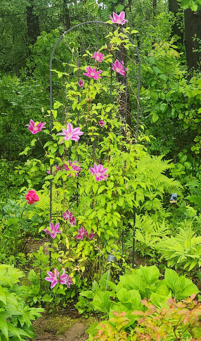 Pink Clematis wächst auf einem Gitter