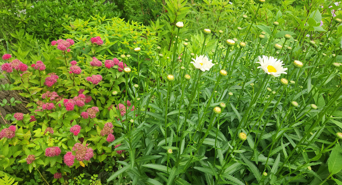 Pflanze mit rosa Blumen neben Pflanze mit weißen Blüten