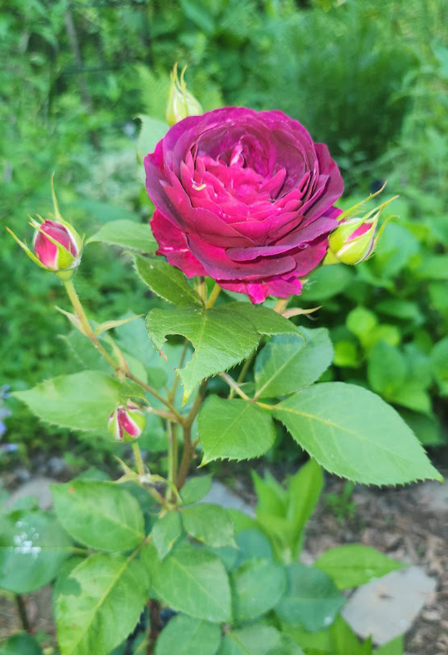 Tiefrote Rose