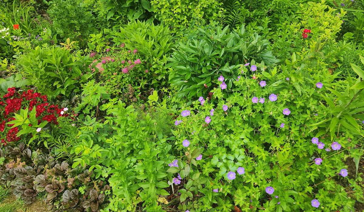 Gartenbett mit grünem Laub und hellen lila Blumen