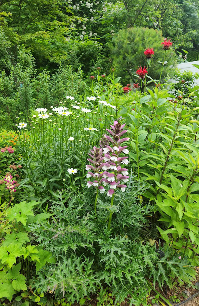 lila Blüten vor weißen Blumen