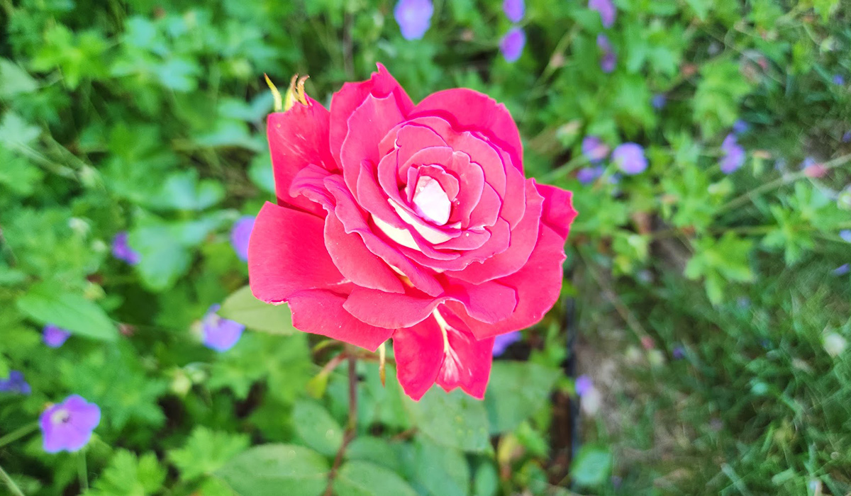 leuchtend rote Rose