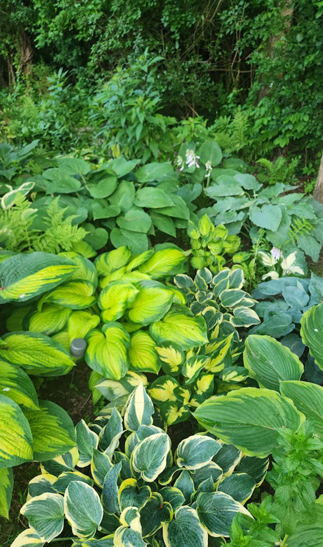 Pflanzen verschiedener Hostas