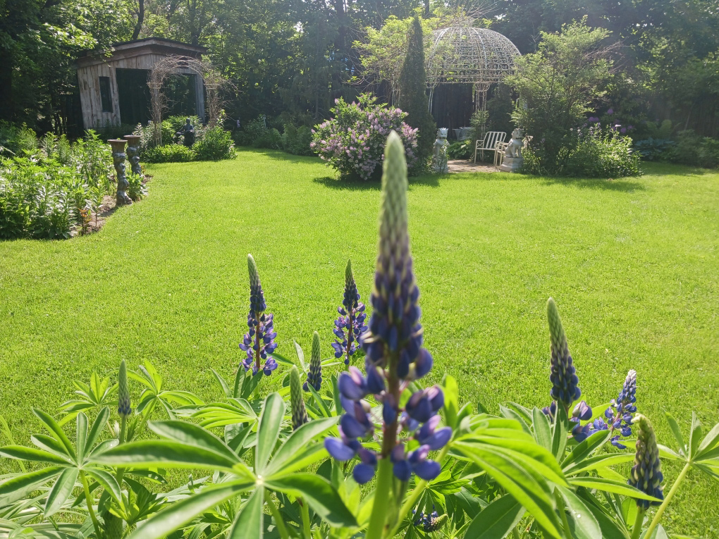 Lupin beginnt zu blühen
