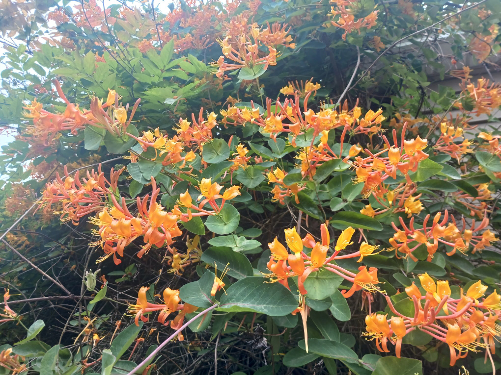 orangefarbener Geißblatt