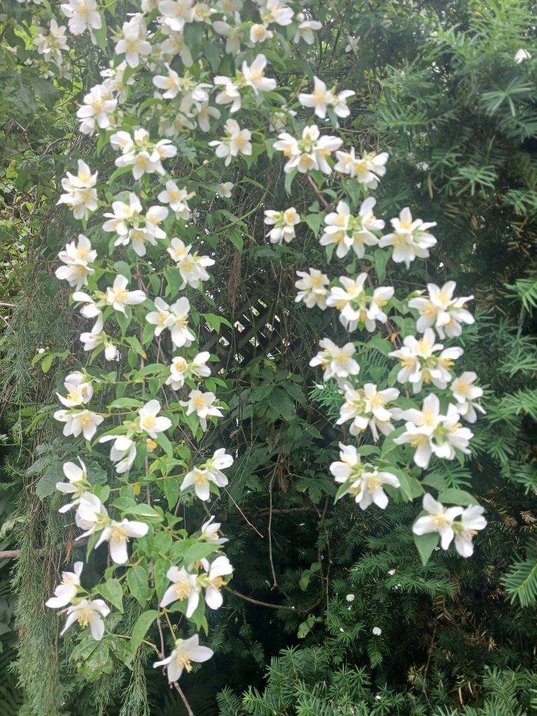 falscher Jasmin