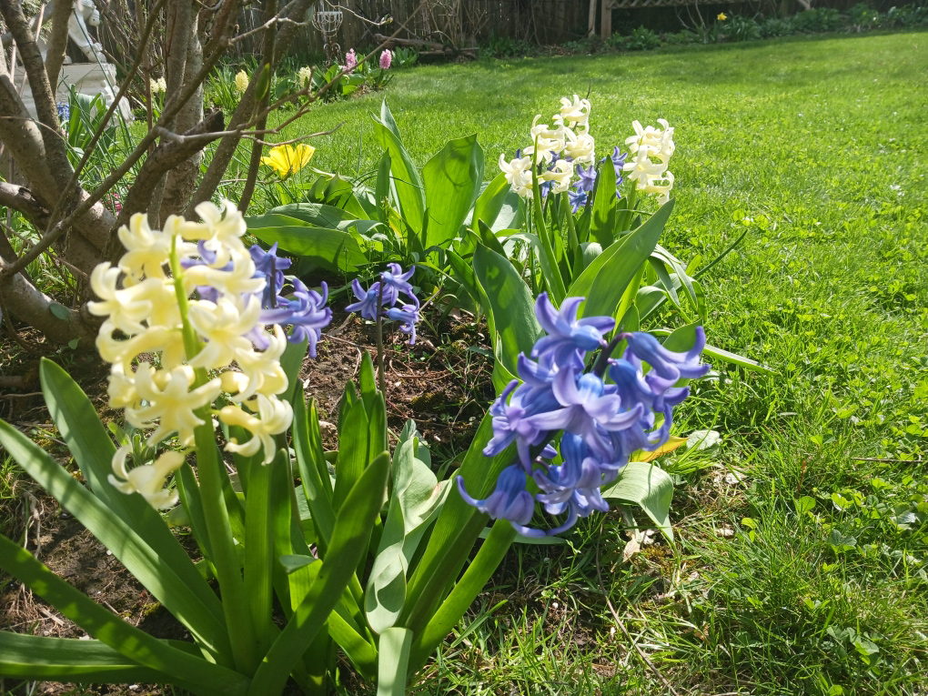 hellviolettes und gelbes Hyazinthus