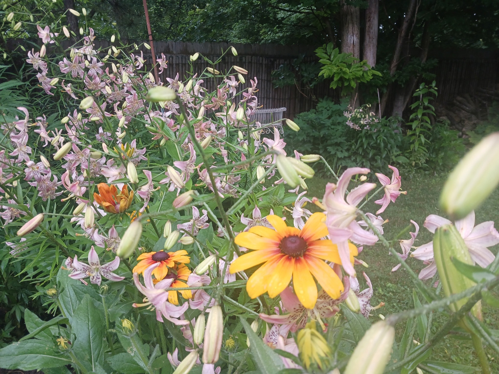 Orangenblüten vor hellen rosa Lilien