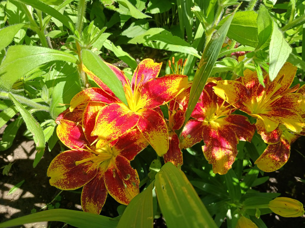 große rote und gelbe Lilien