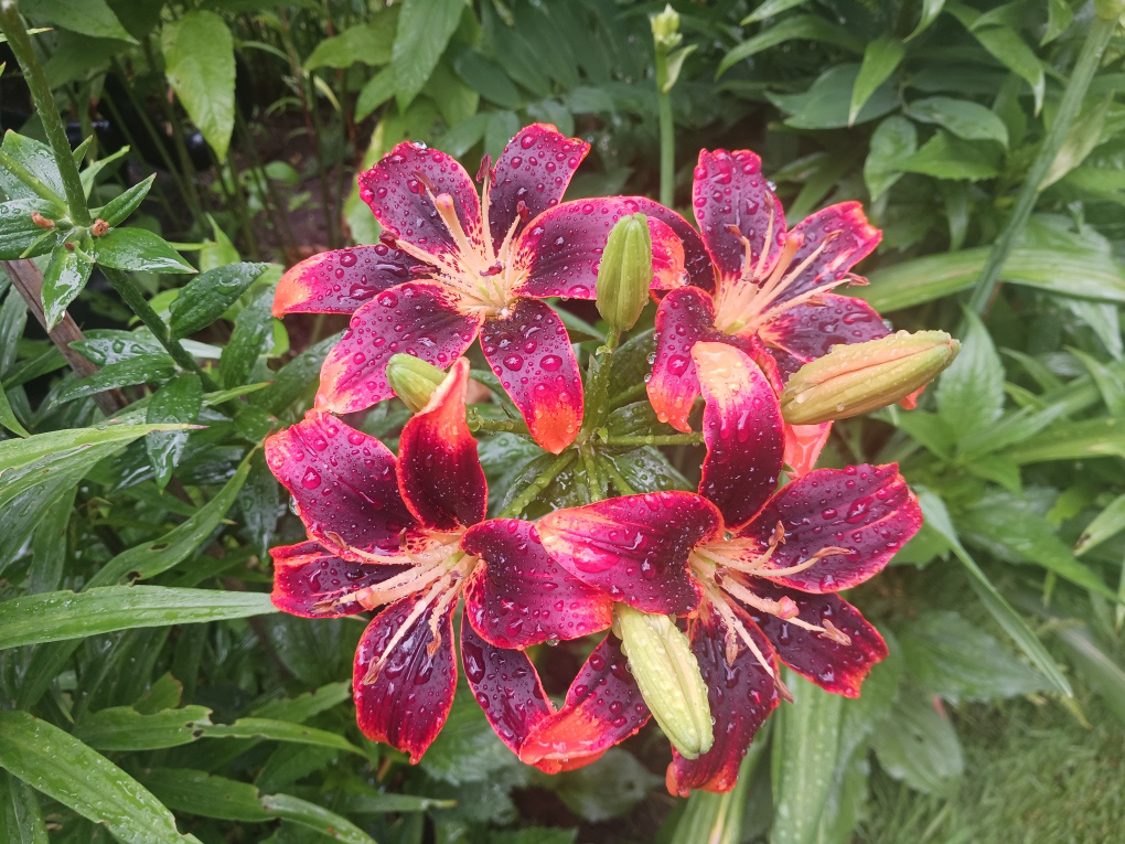 Dunkelrot und Orangenlilien