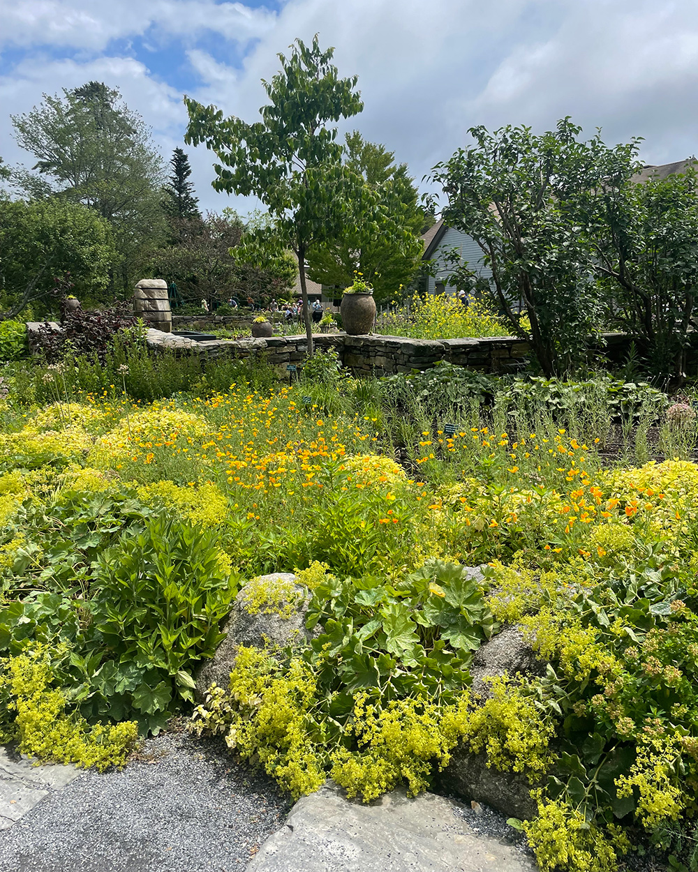 Gartenbett mit hellgrünen gelben und orangefarbenen Pflanzen