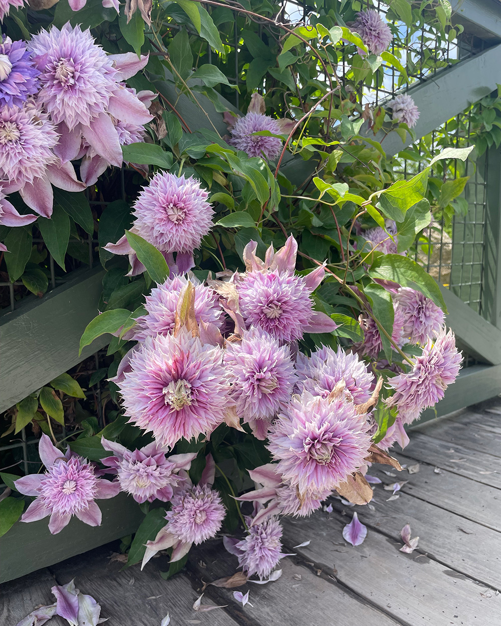 Josephine Clematis