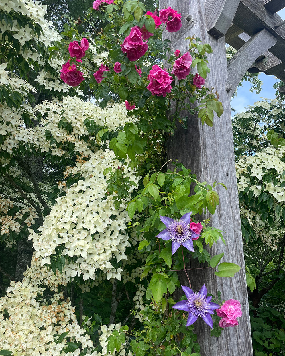 Weißes Hundwood hinter rosa Rosen und lila Clematis