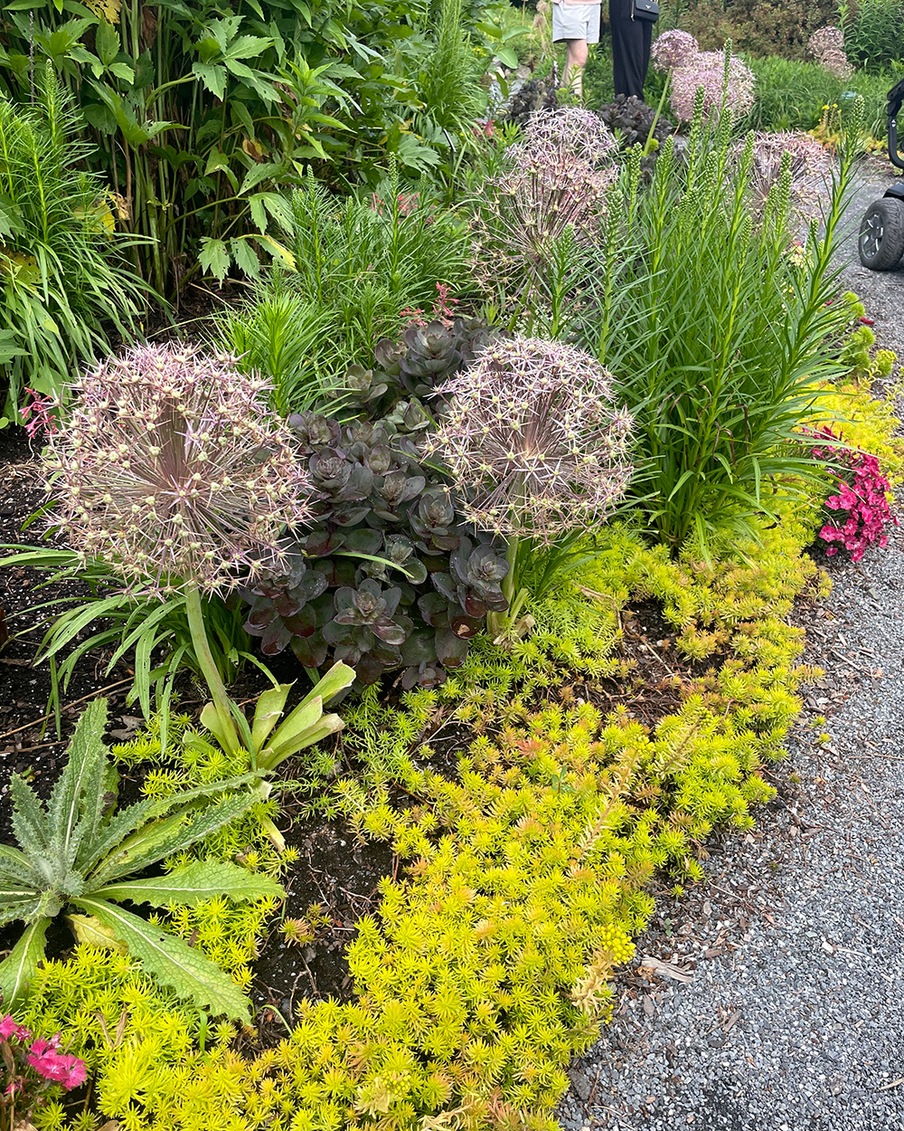 Riesen Allium über gelbem Sedum