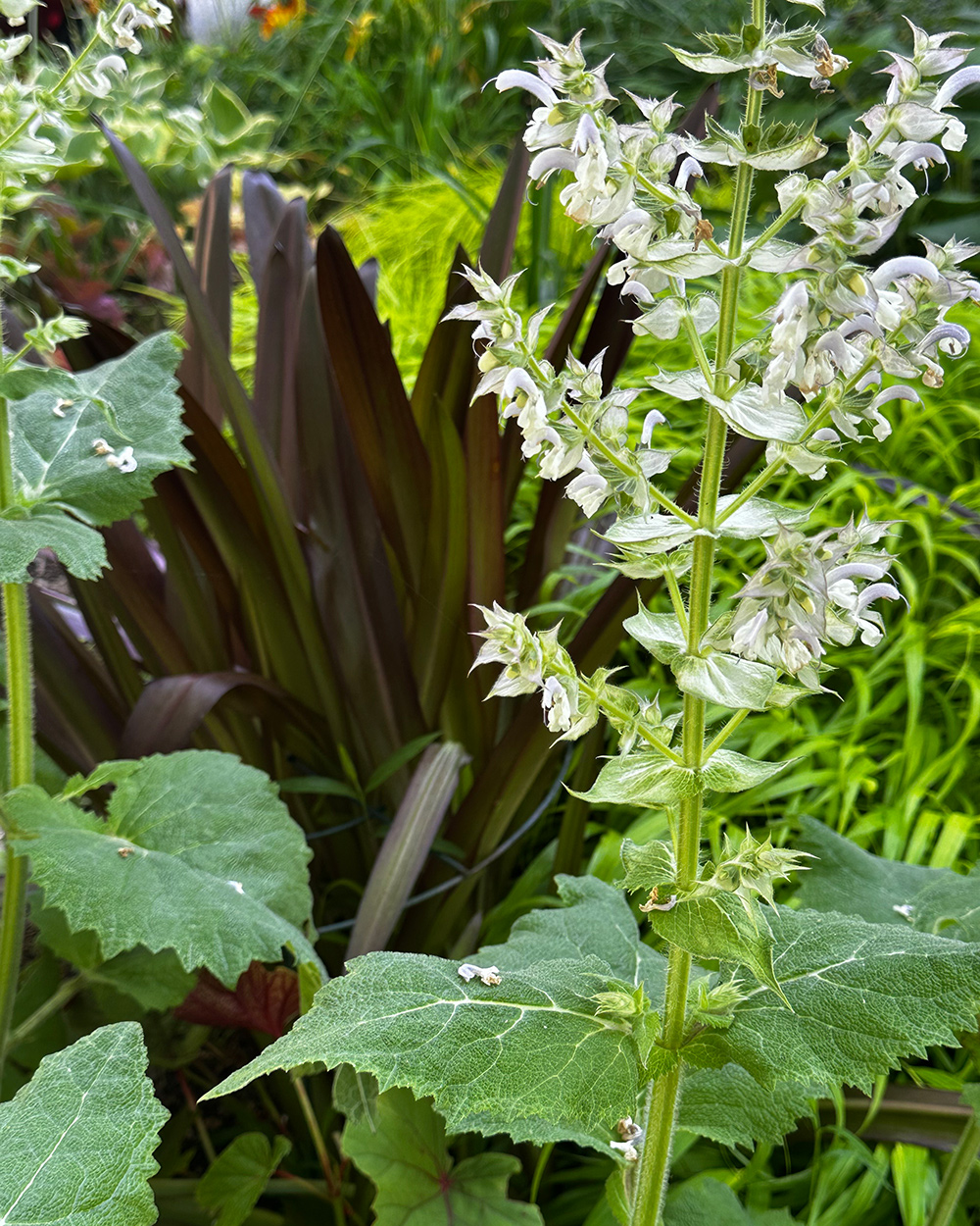 Weiße Blumen vor dunkelviolettem Laub