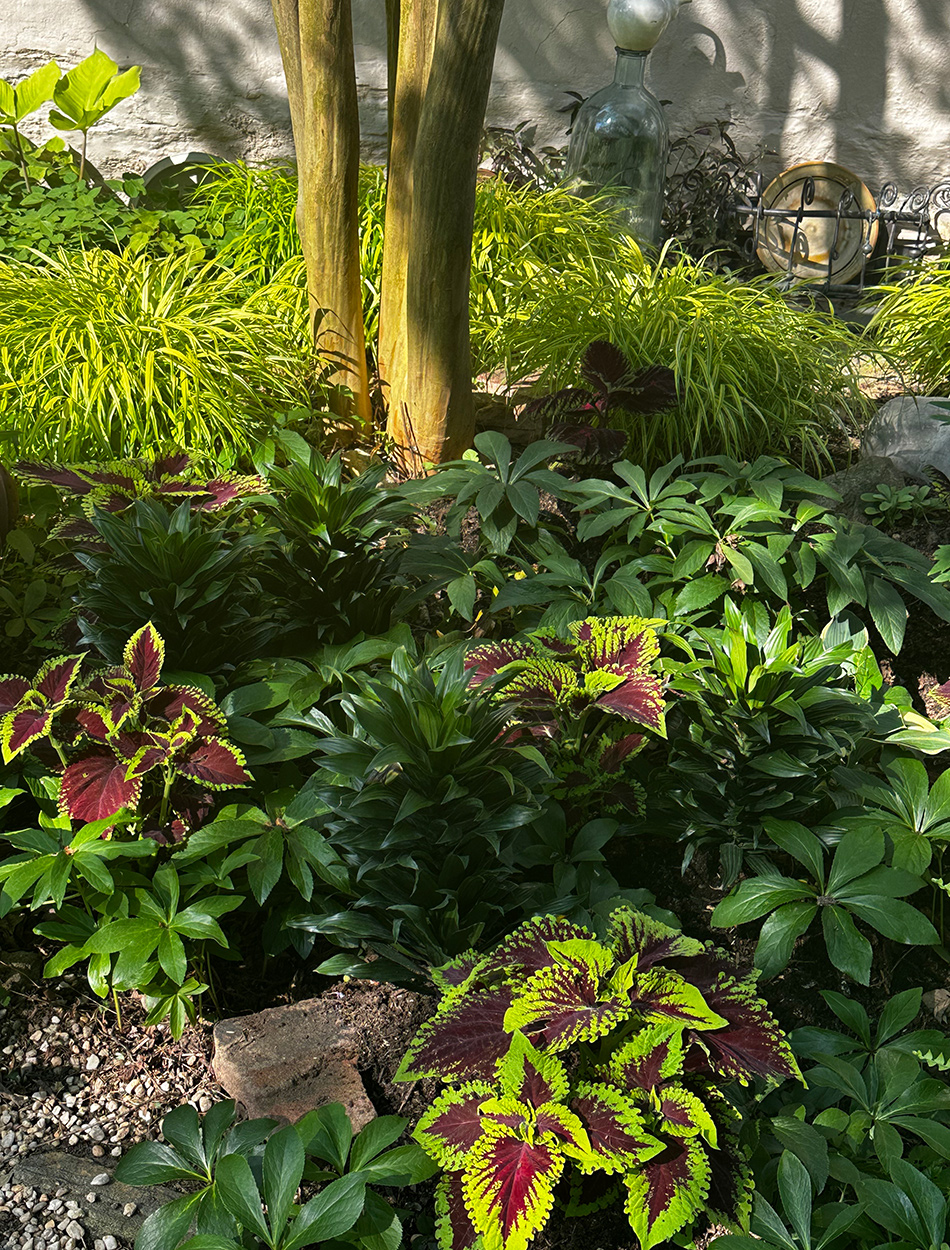 Schattengarten mit farbenfrohen Laub