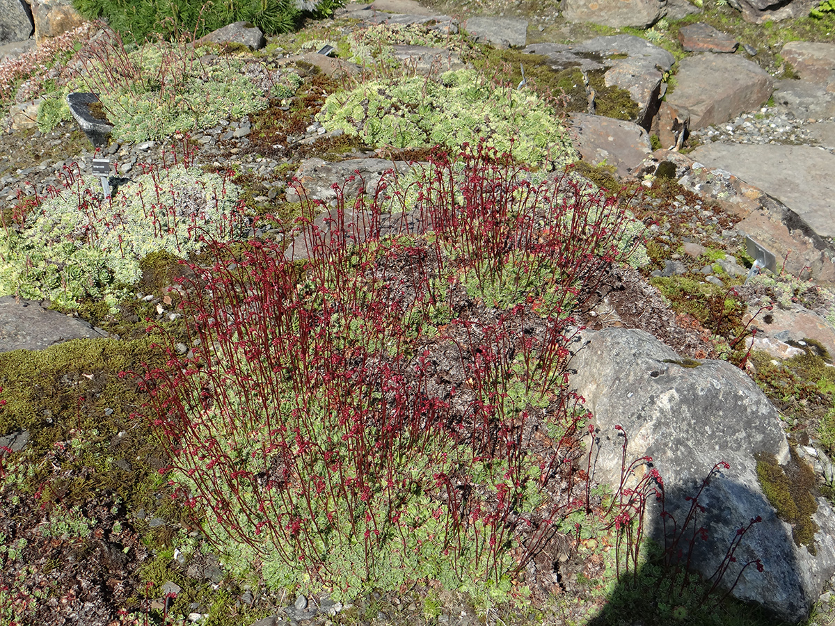 Saxifraga Cernua im Felsgarten