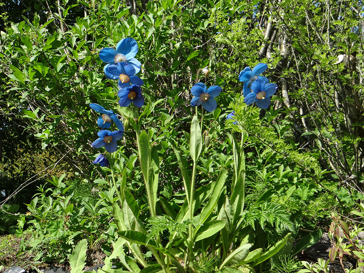 Blauer Poppsies
