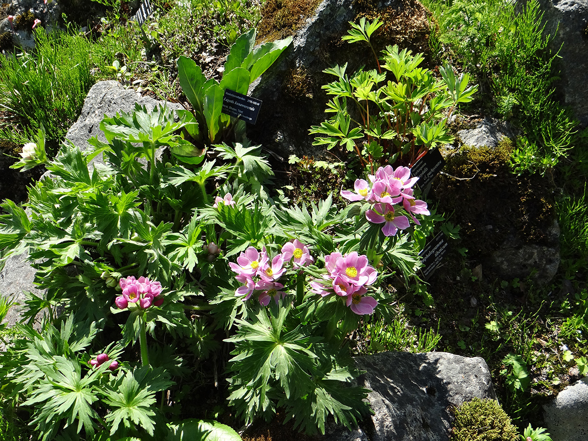 Pink Anemone Narzissiflora