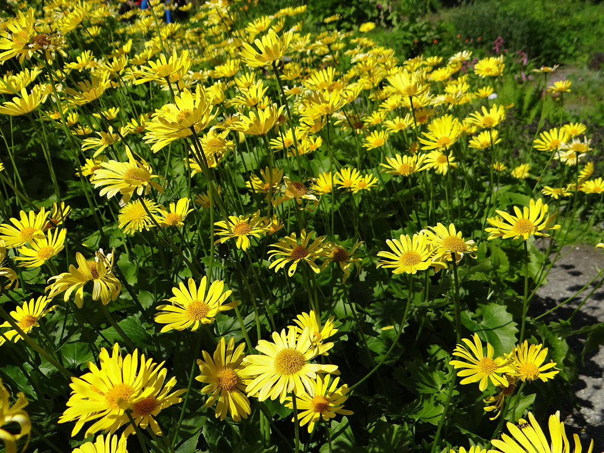 Hellgelbe Doronicum grandiflorumblüten